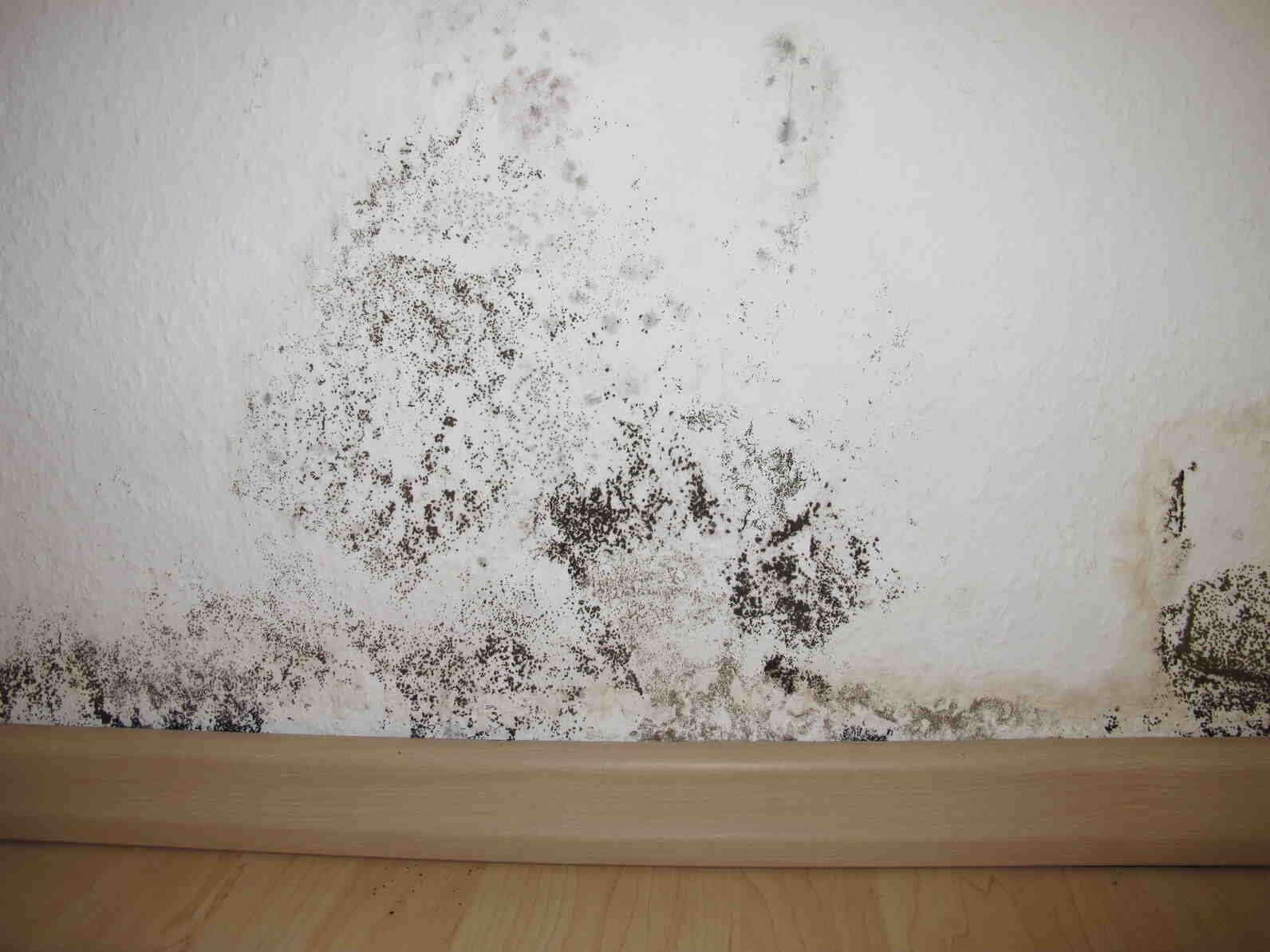 Comment enlever la moisissure des murs?
